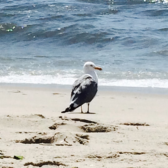 closeup of singular seagull representing individual colleagues sounding off on my work